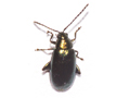 Phyllotreta nigripes